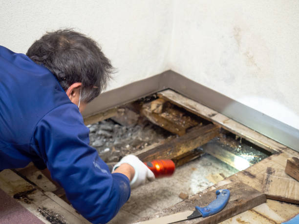 Best Fast Mold Removal  in Tinley Park, IL
