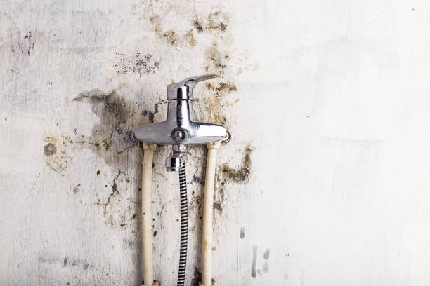 Best Home Mold Removal  in Tinley Park, IL