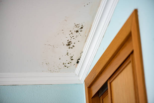 Best Residential Mold Removal  in Tinley Park, IL