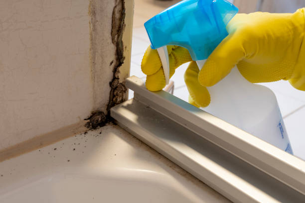 Best Commercial Mold Removal  in Tinley Park, IL