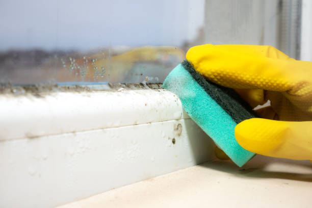 Best Home Mold Removal  in Tinley Park, IL