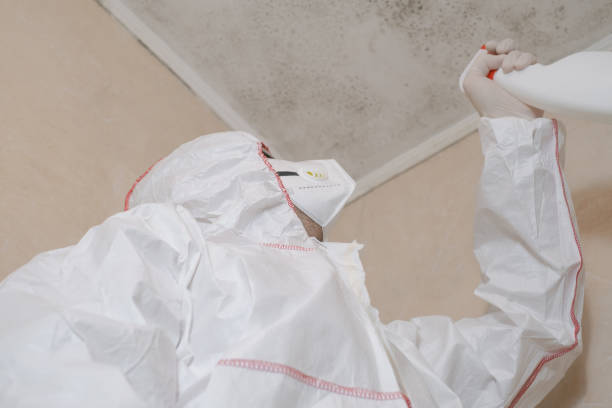 Attic Mold Removal in Tinley Park, IL