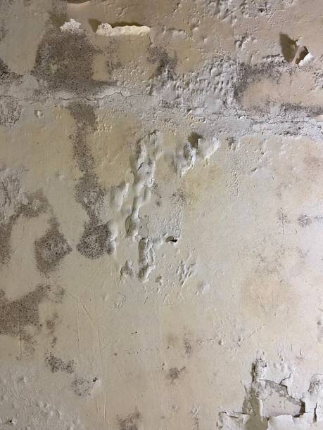 Best Mold Removal Near Me  in Tinley Park, IL