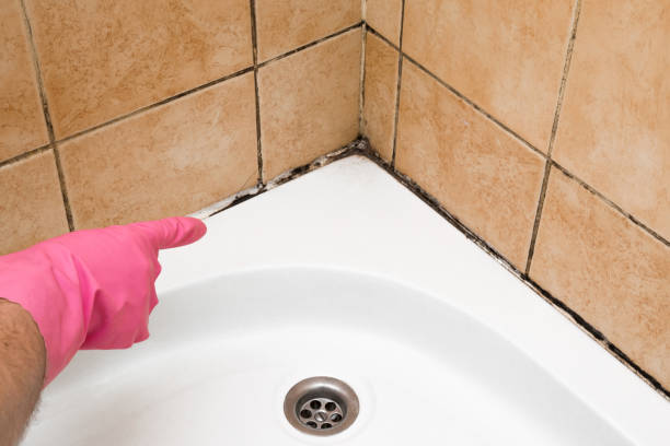 Best Crawl Space Mold Removal  in Tinley Park, IL
